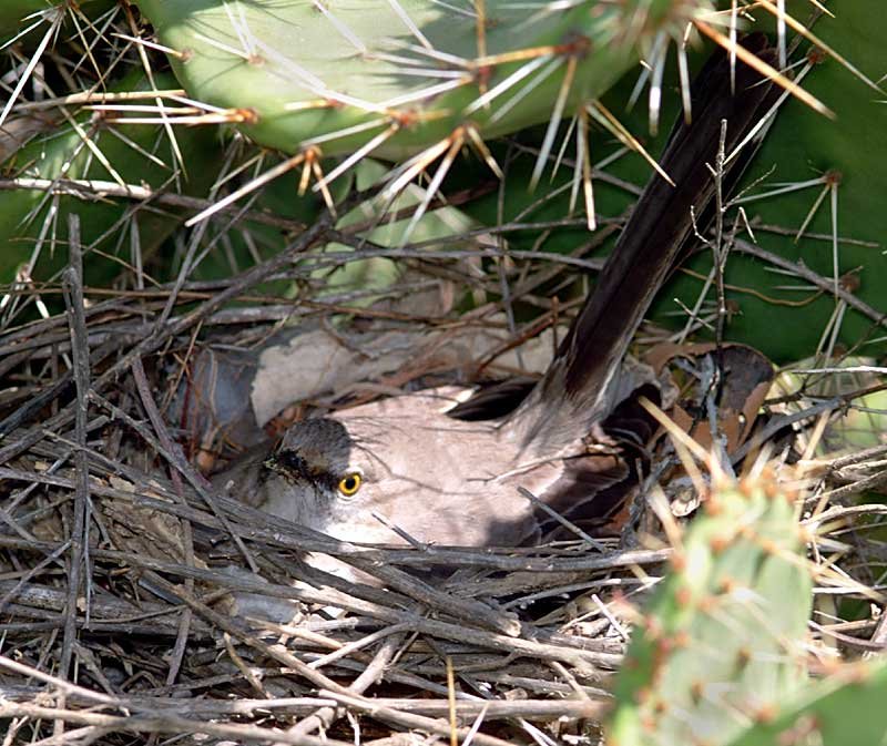 Mockingbird Nest